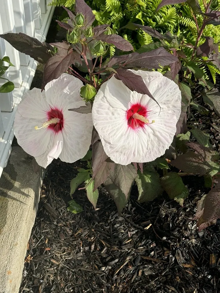 Custom yard maintenance in Beaufort, SC - Lowco Gardeners