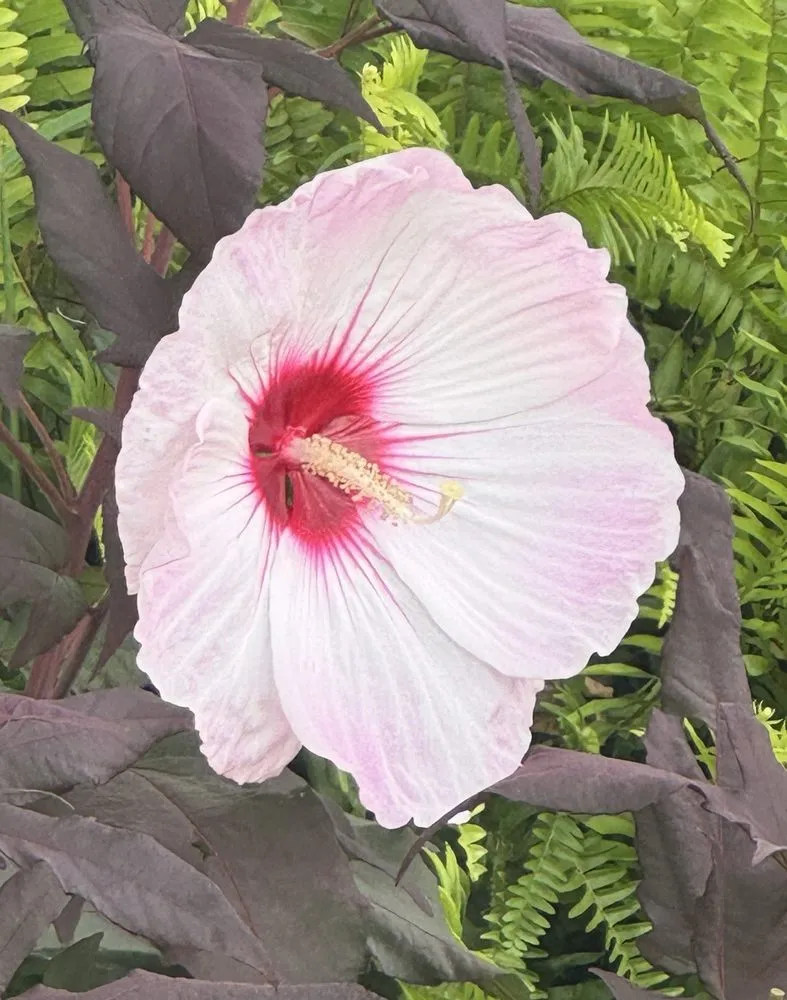 Reliable yard cleanup service in Beaufort, SC by Lowco Gardeners