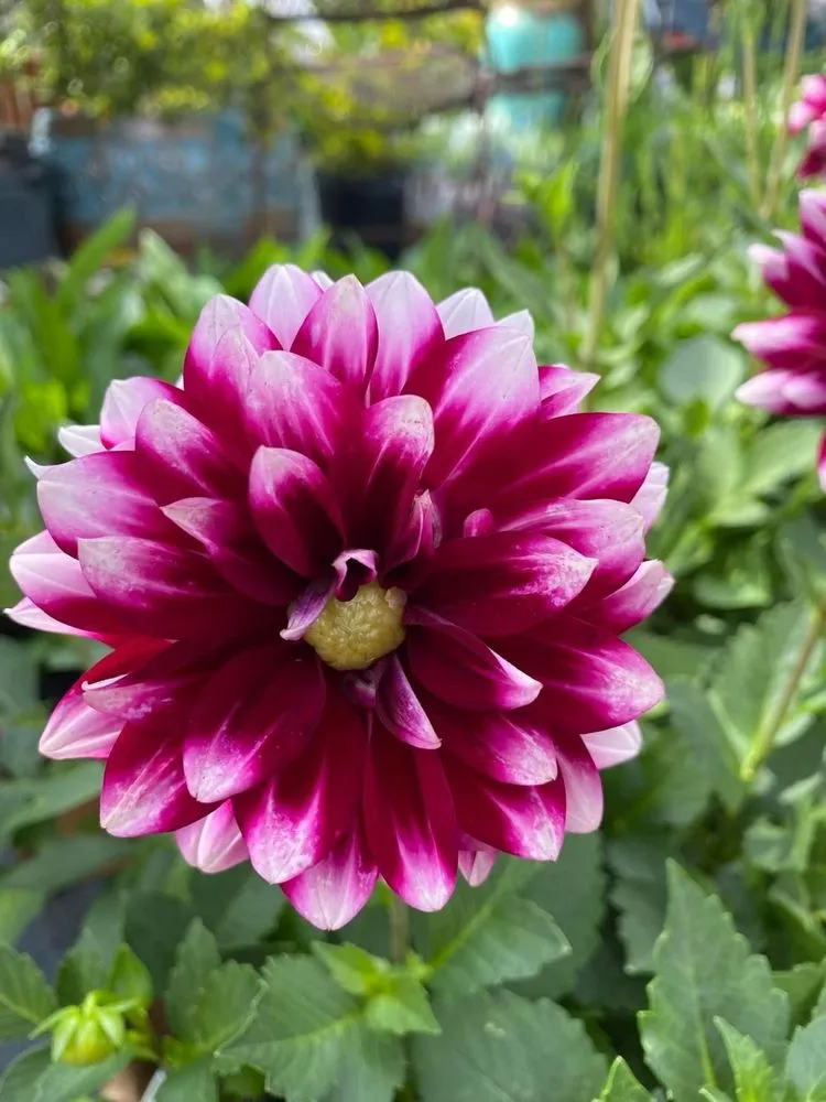 Trusted lawn mowing service in Beaufort, SC - Lowco Gardeners