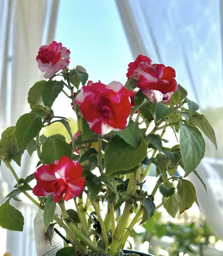 Reliable yard maintenance in Beaufort, SC by Lowco Gardeners