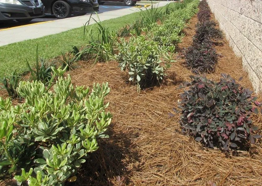 Top-rated lawn mowing service in Walterboro, SC by Lowcountry Landscapers