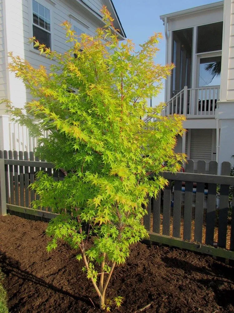 Custom garden landscaping in Walterboro, SC by Lowcountry Landscapers