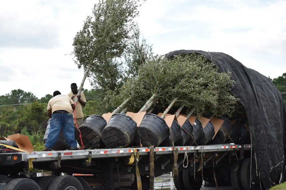 Top-rated landscape installation in Awendaw, SC - Lowcountry Nursery Company