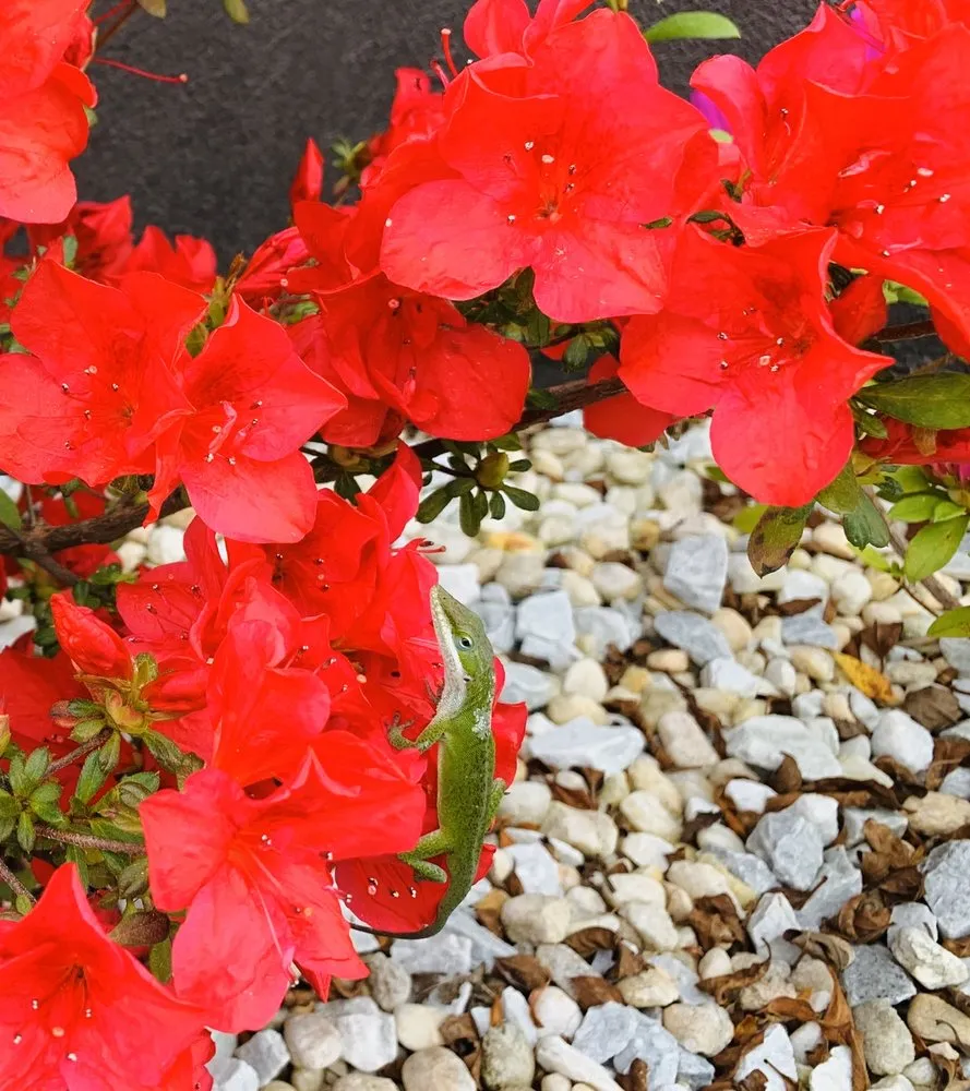 Top-rated lawn mowing service for year-round maintenance in Awendaw, SC by Lowcountry Nursery Company