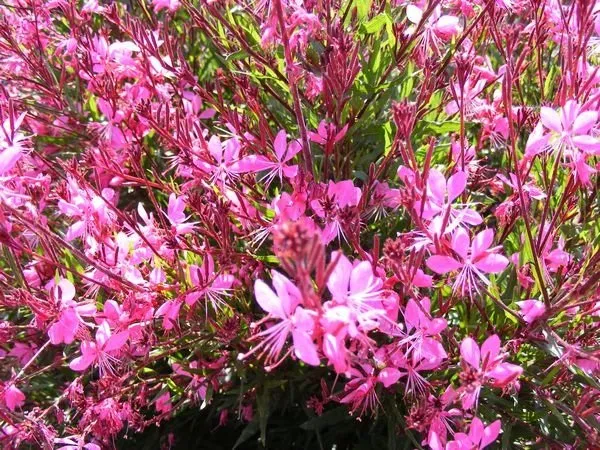 Affordable residential landscaping experts serving Awendaw, SC - Lowcountry Nursery Company