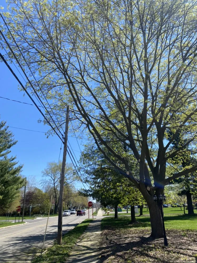 Custom yard maintenance in Lansing, MI - Lowe Brothers Outdoor Services