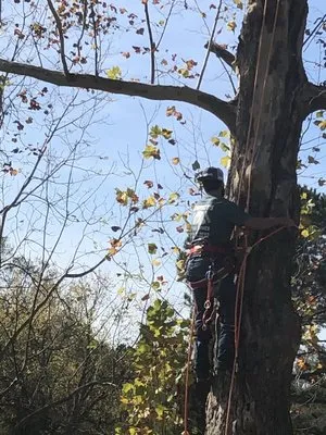 Loweboy’s Tree Service