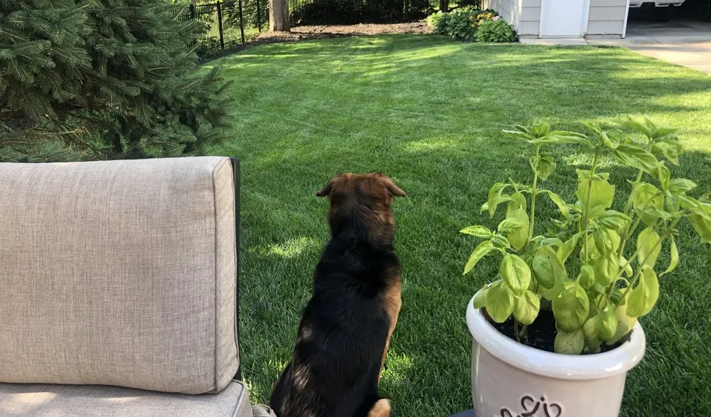 Local lawn care service in Columbus, OH - Lowery's Lawn Services LLC