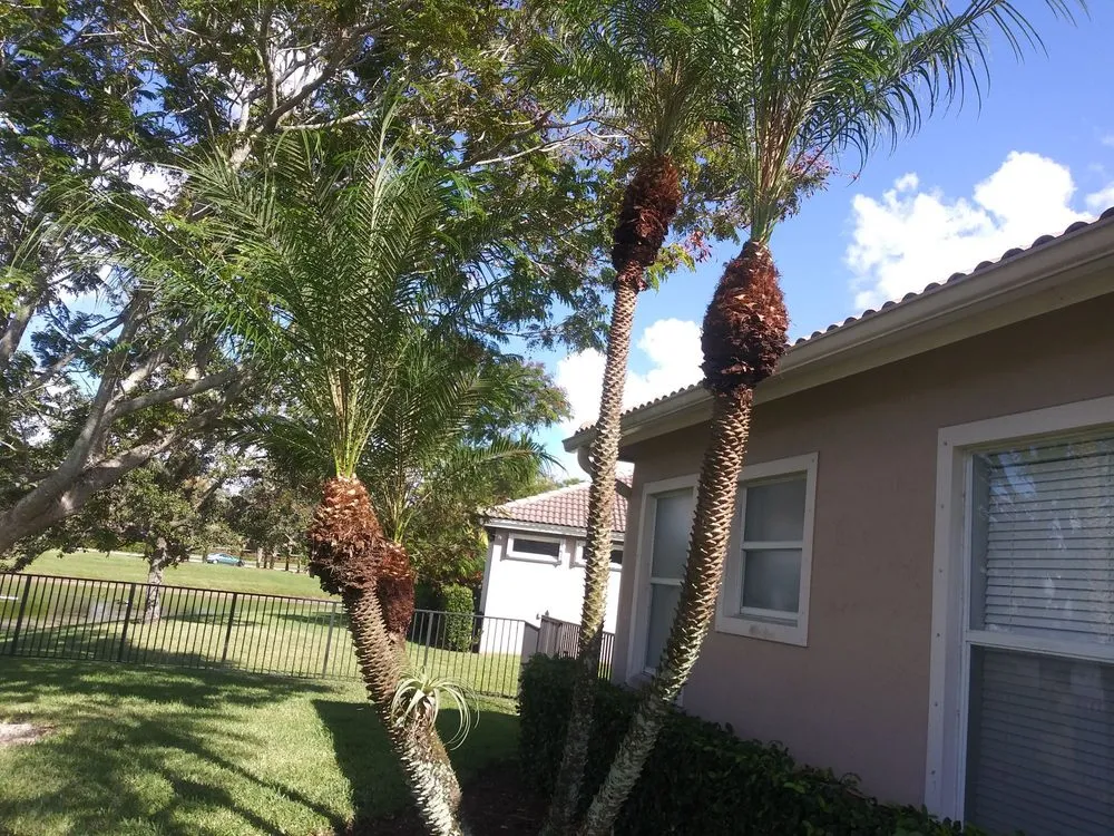 Local outdoor landscaping in North Lauderdale, FL - Lowe's Landscaping and Gardener