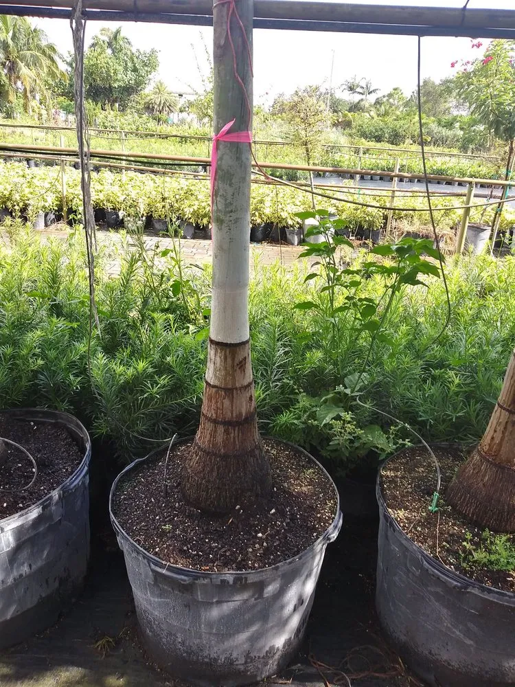 Professional residential landscaping with custom design in North Lauderdale, FL by Lowe's Landscaping and Gardener