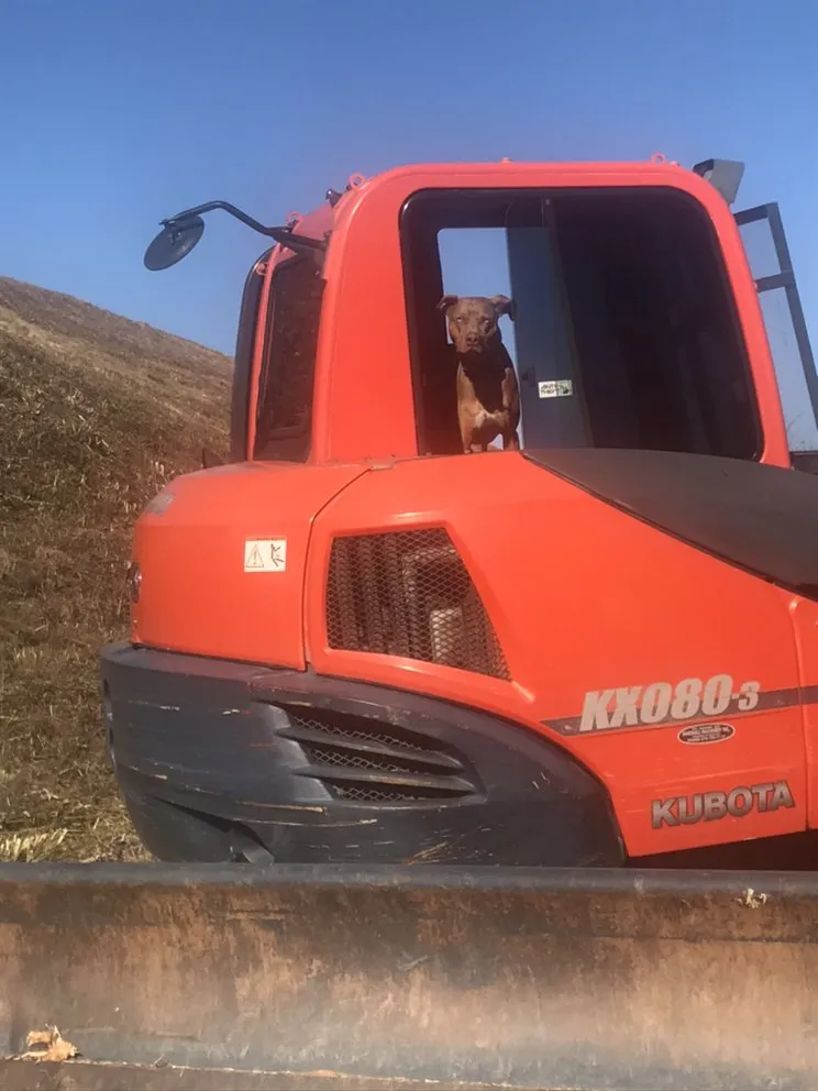 Professional lawn mowing service in Mount Airy, NC by Lowe's Long Arm Bush Hogging