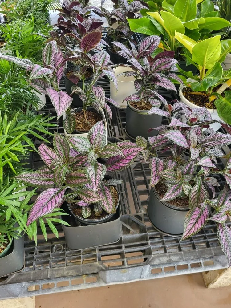 Custom landscape installation for homes in Sarasota, FL by Lowkey Lawn and Landscapes