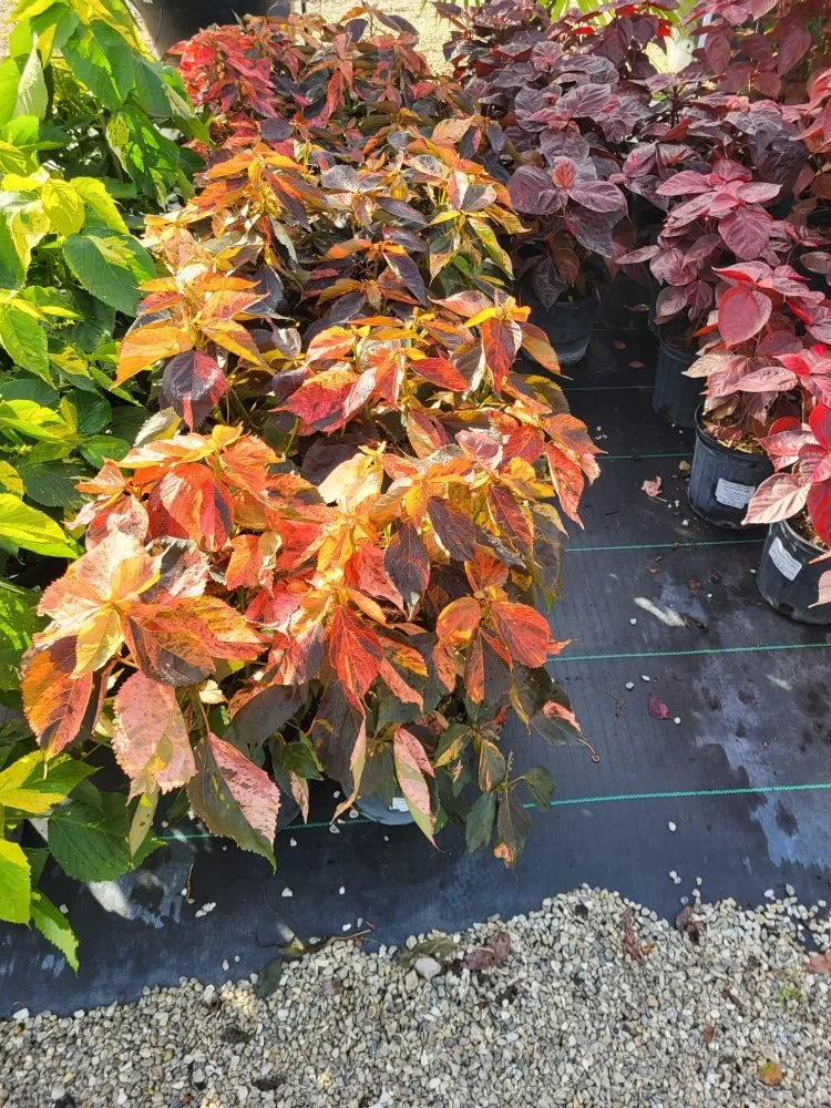 Top-rated garden landscaping in Sarasota, FL - Lowkey Lawn and Landscapes