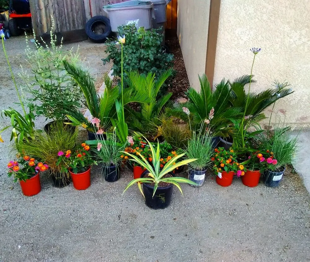 Custom yard cleanup service for residential properties across Fresno, CA - Lowrider Landscape & Maintanance