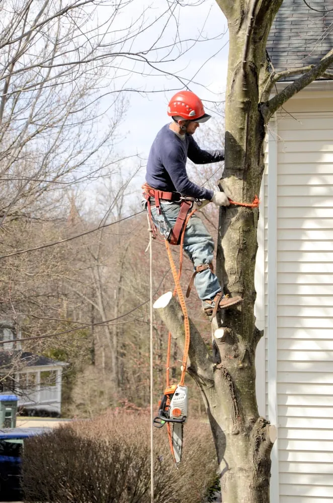 Professional yard maintenance for year-round maintenance across Reva, VA - Lowry Douthat's Landscaping & More