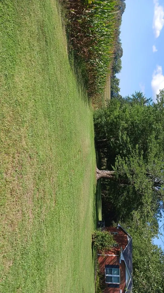 Professional yard cleanup service in Paris, TN by lowry's Lawncare