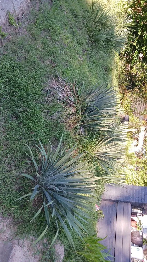 Reliable landscaping services experts serving Paris, TN - lowry's Lawncare