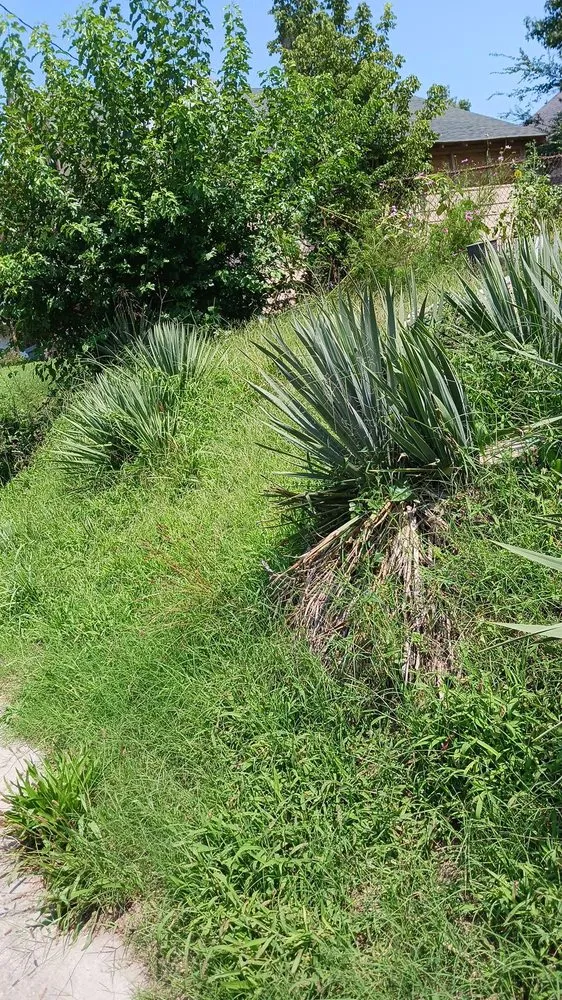 Affordable residential landscaping experts serving Paris, TN - lowry's Lawncare