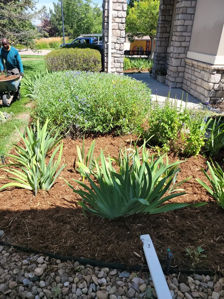 Reliable landscape design experts serving Denver, CO - Loyal Landscaping