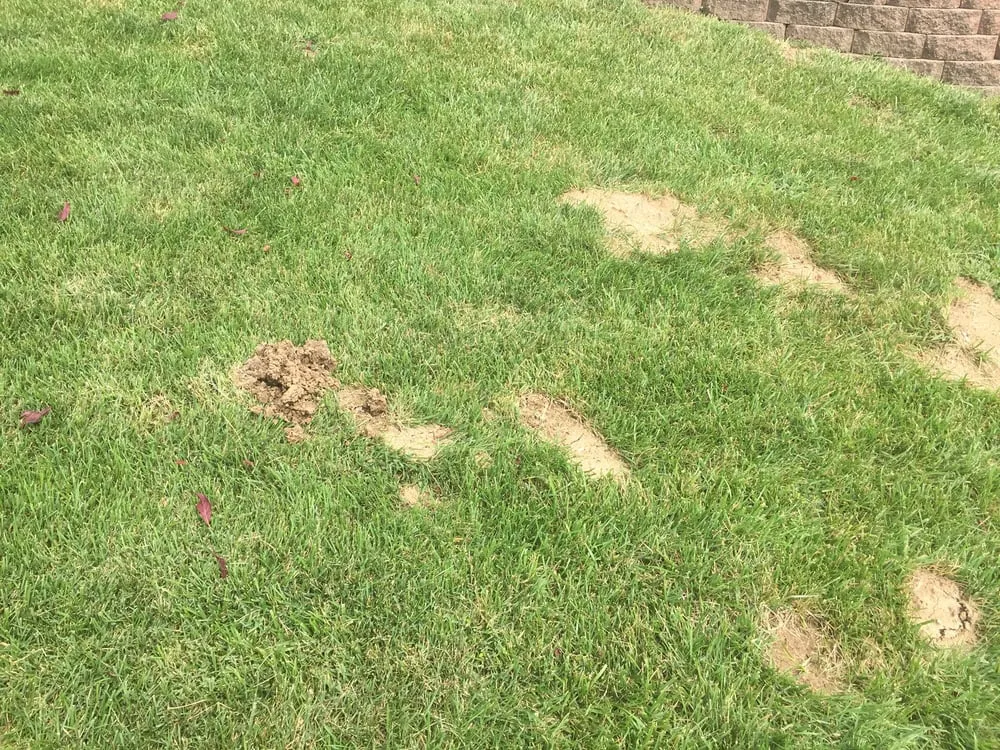 Reliable landscaping services with custom design across Saint Charles, MO - Loyalty Lawn Care