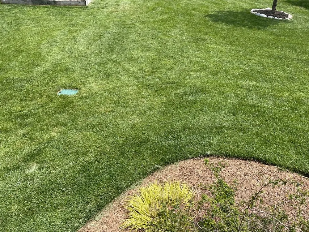 Affordable yard maintenance for year-round maintenance in Saint Charles, MO by Loyalty Lawn Care