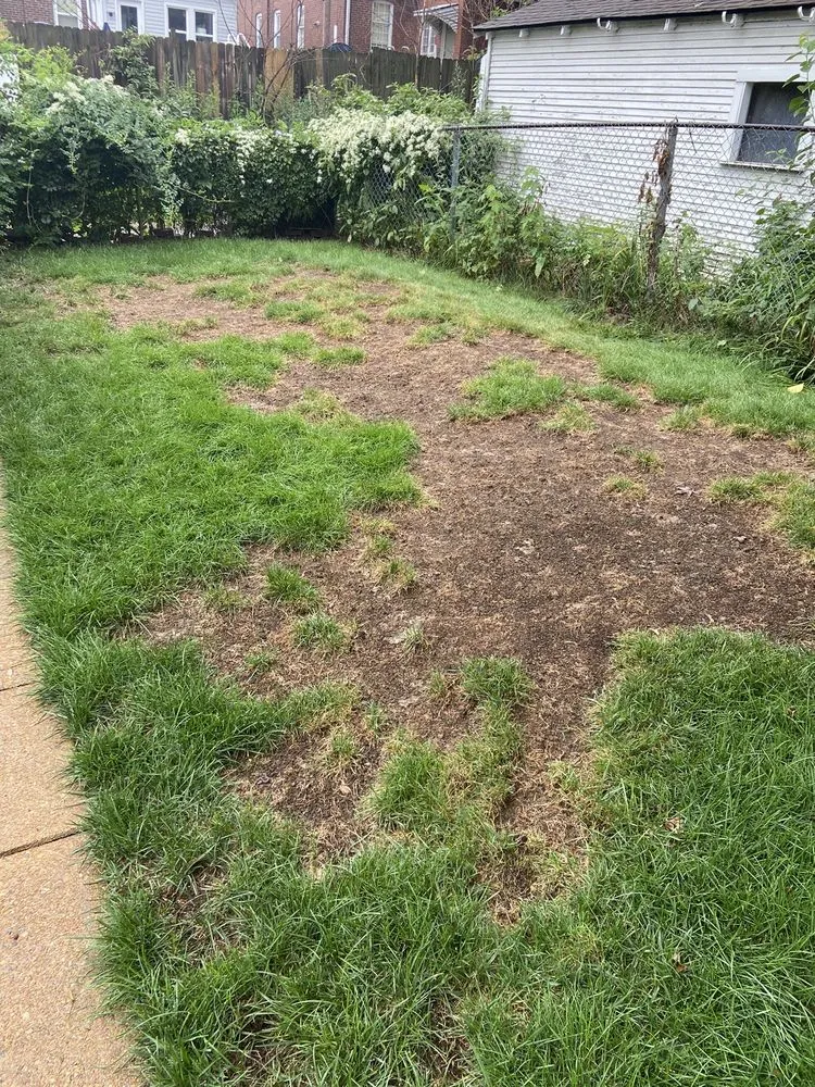 Top-rated outdoor landscaping in Saint Charles, MO by Loyalty Lawn Care