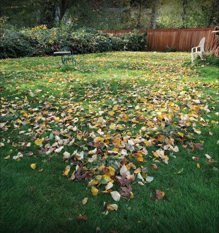 Custom landscape design in Kirkland, WA by Loyalty Lawn Leaf