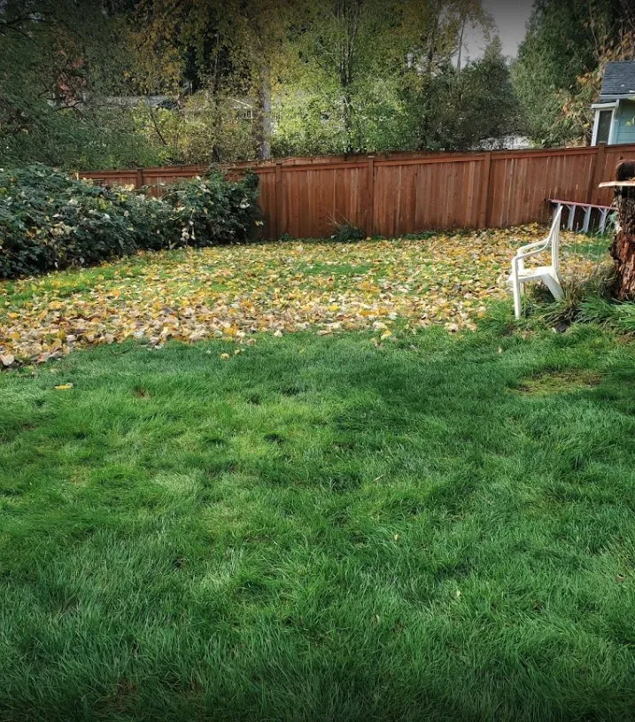 Expert yard cleanup service for year-round maintenance across Kirkland, WA - Loyalty Lawn Leaf