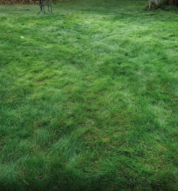 Expert yard maintenance near you across Kirkland, WA - Loyalty Lawn Leaf