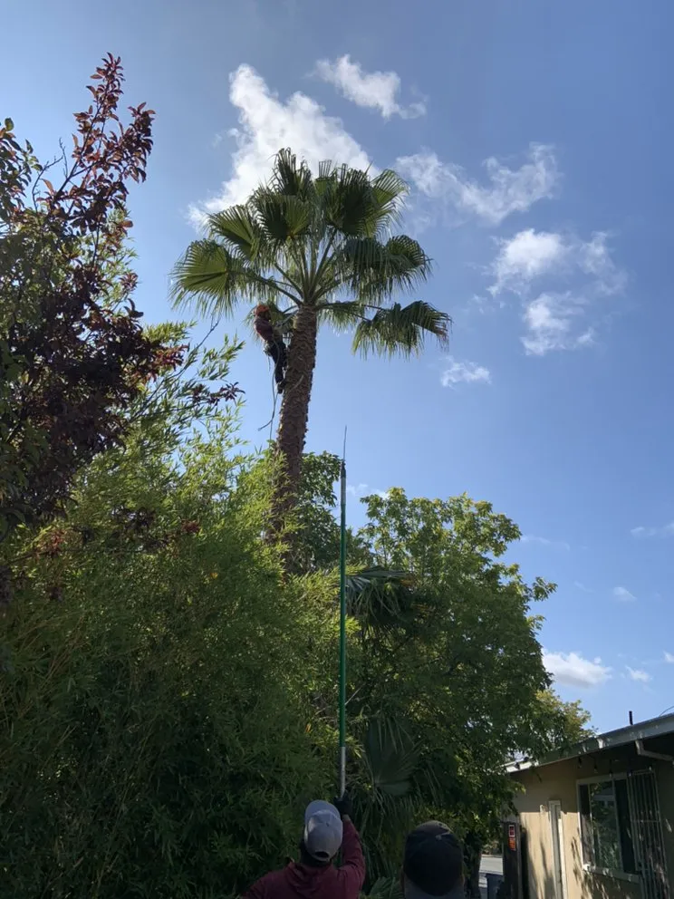 Professional landscaping services in San Jose, CA by Lozano Tree Services