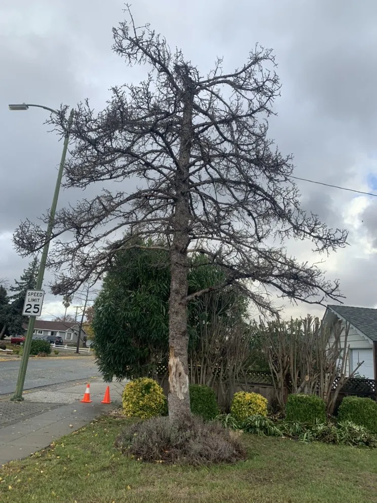 Reliable lawn mowing service in San Jose, CA by Lozano Tree Services