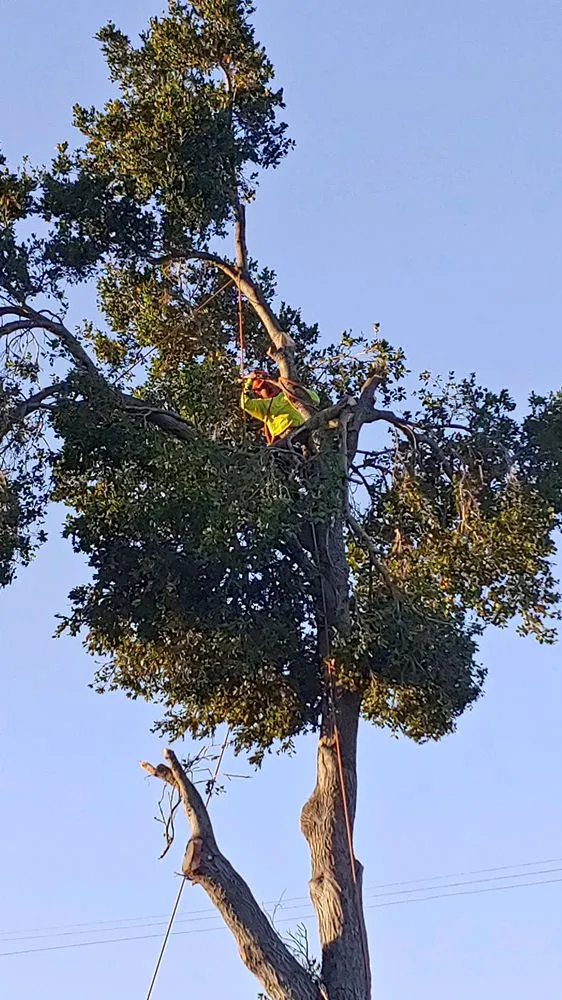 Expert yard cleanup service experts serving San Jose, CA - Lozano Tree Services