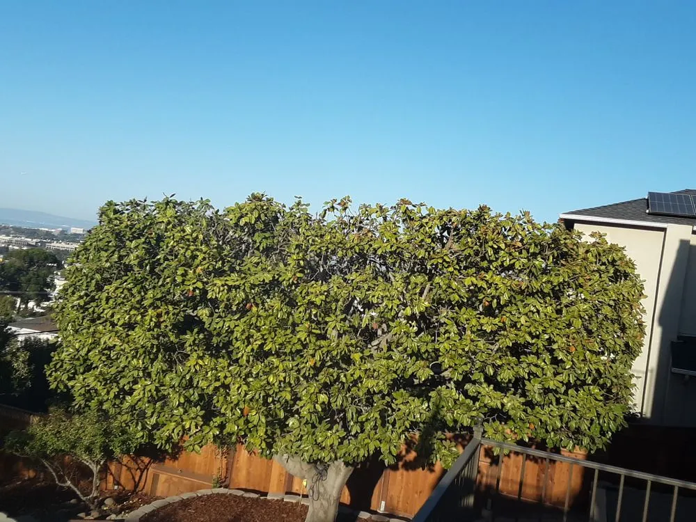 Expert landscape design for homes in San Jose, CA by Lozano Tree Services