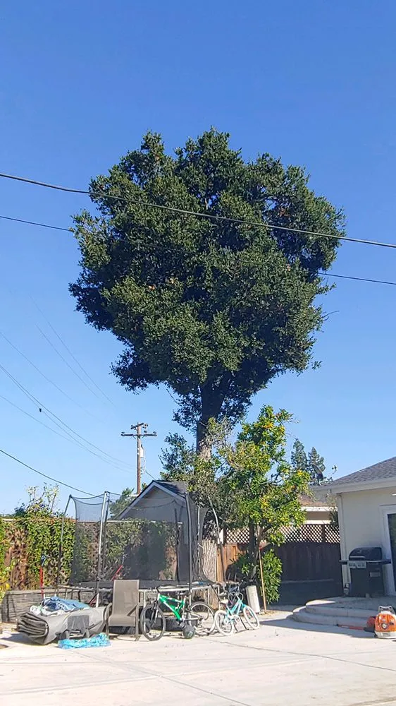 Local lawn care service in San Jose, CA by Lozano Tree Services