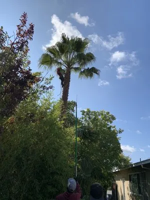 Lozano Tree Services Logo