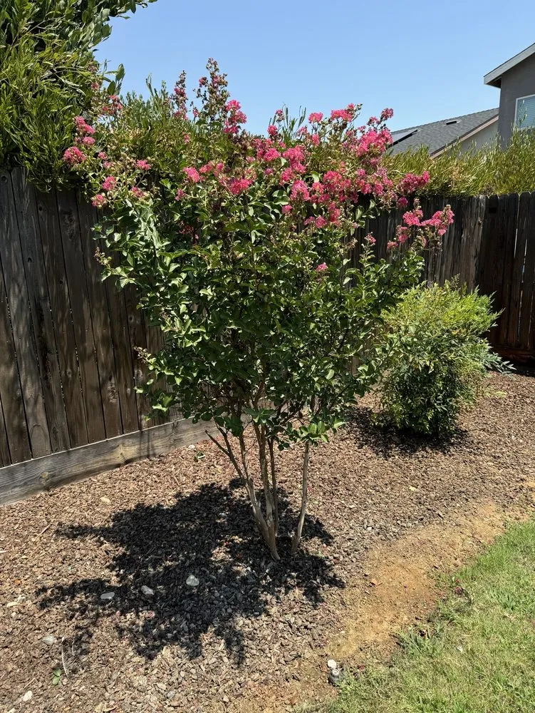 Expert lawn mowing service in Fresno, CA by Lozano's Lawn Service