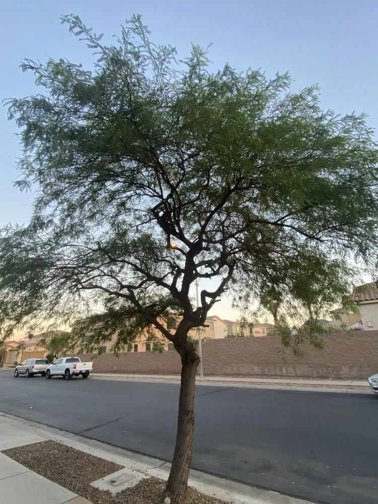 Top-rated residential landscaping for year-round maintenance in Las Vegas, NV by Lozoya Services