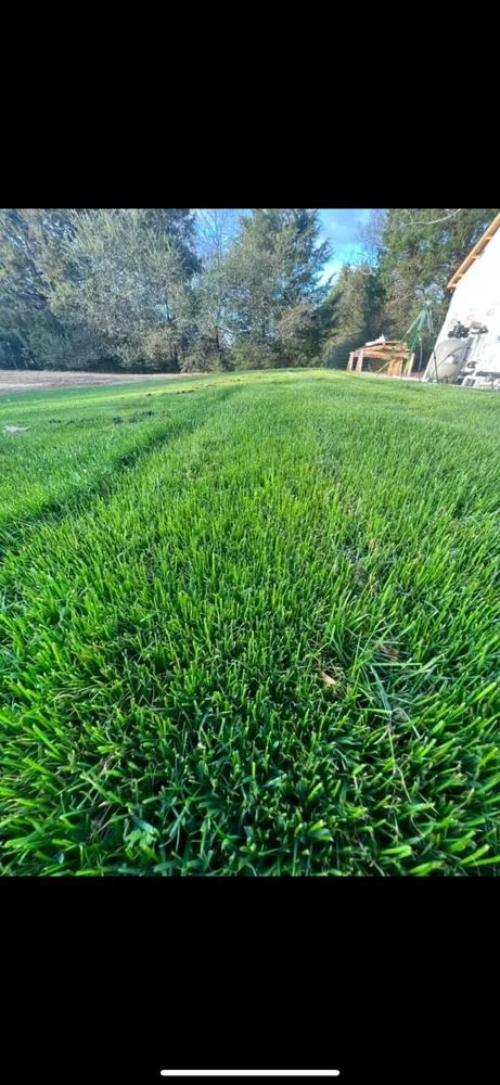 Affordable yard cleanup service for year-round maintenance across New Market, AL - LP Land Solutions