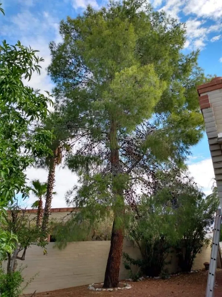 Professional landscape design in Tucson, AZ - L&P landscaping