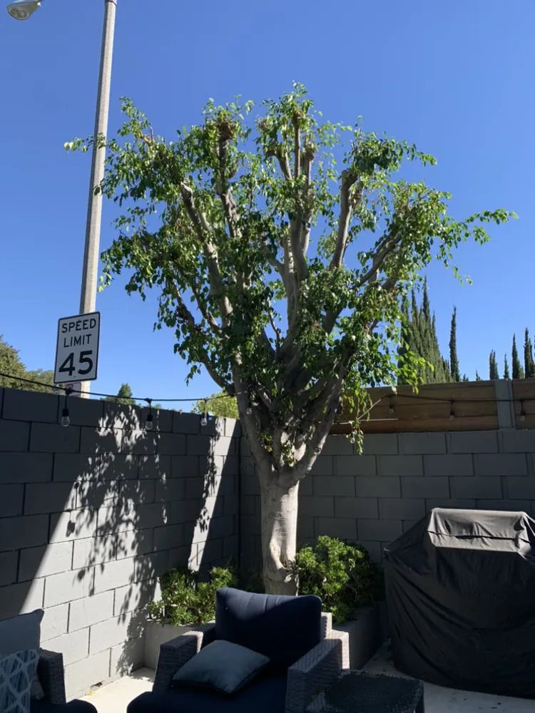 Top-rated landscape installation in Santa Ana, CA by LP Mowing & Landscaping