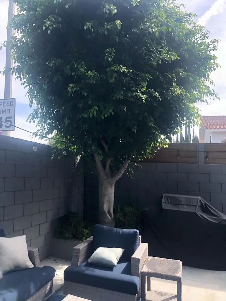 Local lawn care service near you in Santa Ana, CA by LP Mowing & Landscaping