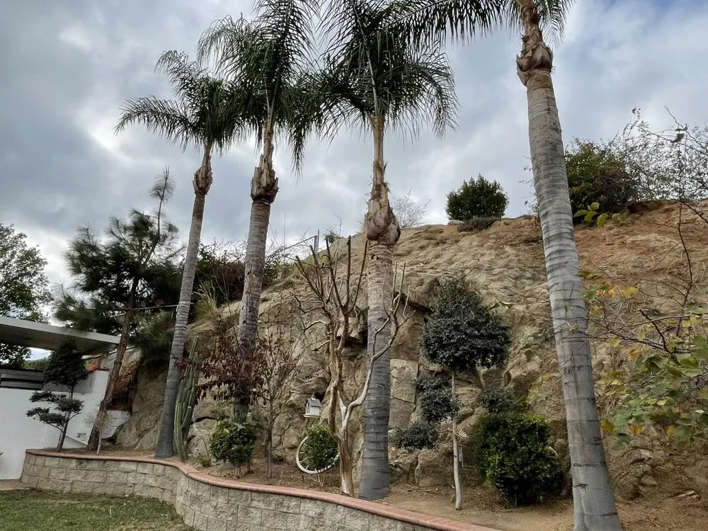 Custom yard maintenance near you across Riverside, CA - L&P Tree Service