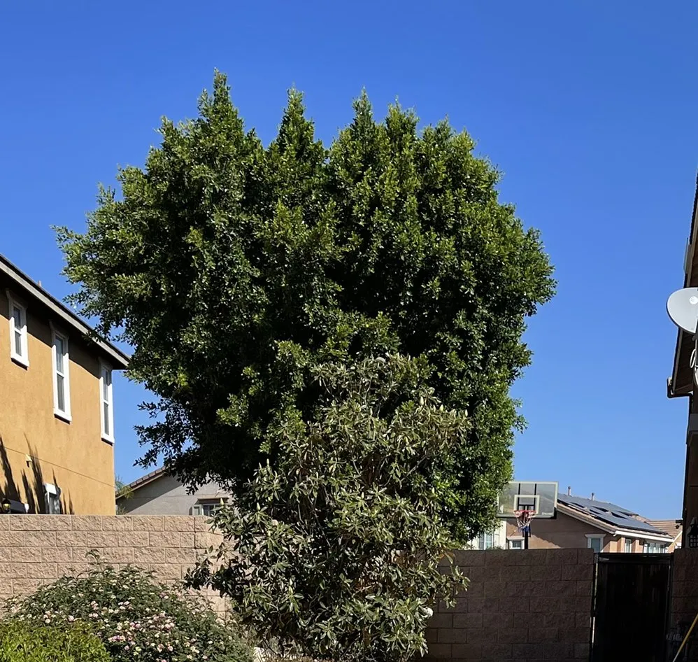 Local outdoor landscaping experts serving Riverside, CA - López Lawn and Tree Service