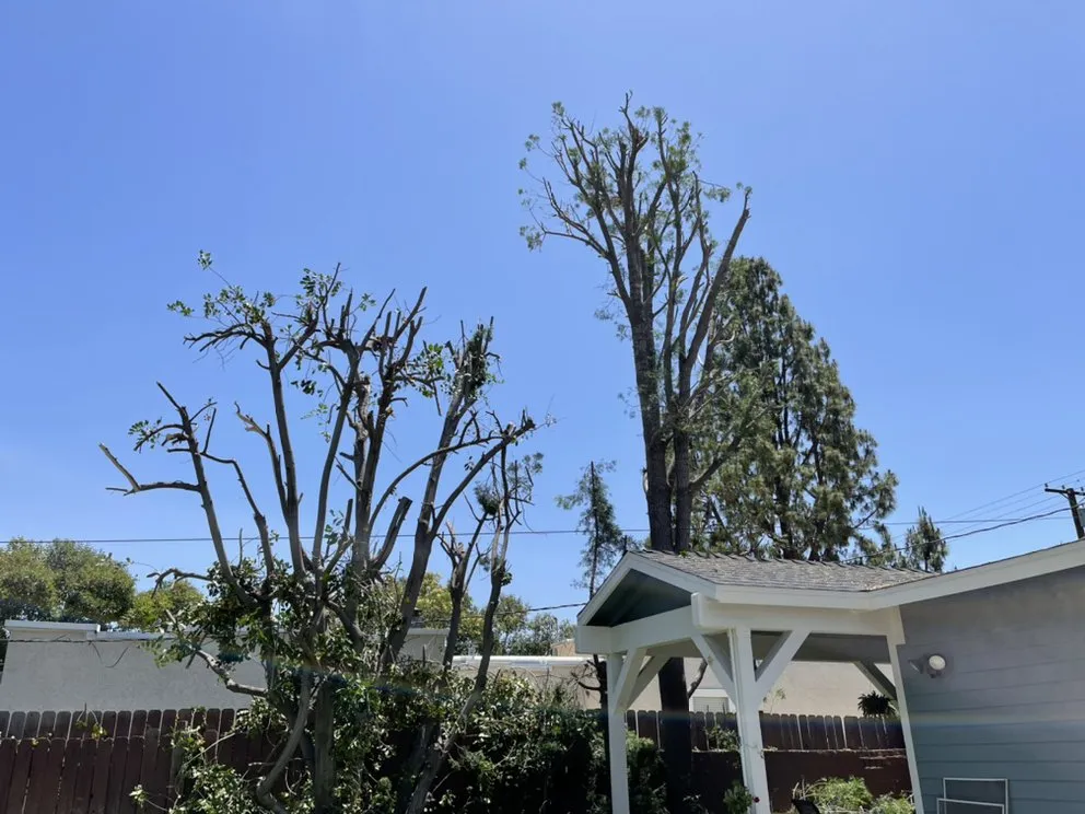 Trusted outdoor landscaping near you in Riverside, CA by López Lawn and Tree Service