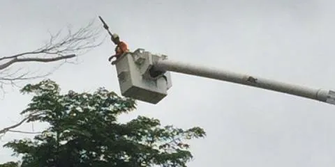 Local residential landscaping in Waialua, HI by LPN Landscaping & Tree Service