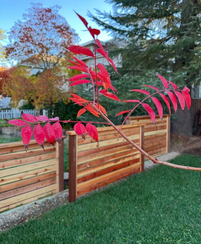 Trusted garden landscaping in Sacramento, CA by LPZ Landscape