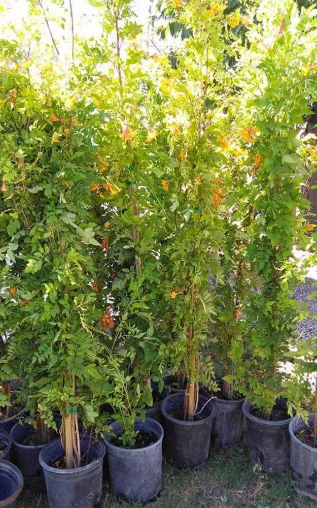 Top-rated landscape installation near you in Phoenix, AZ by LRB Service