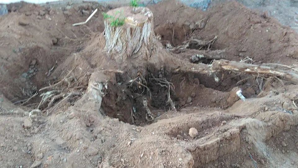 Top-rated yard maintenance experts serving Phoenix, AZ - LRB Service