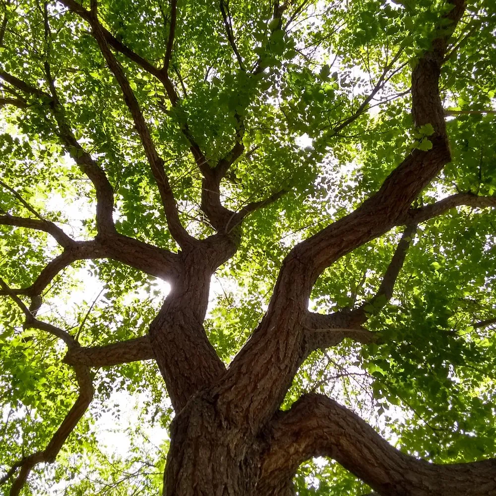 Custom landscape installation with custom design in Phoenix, AZ by LRB Service