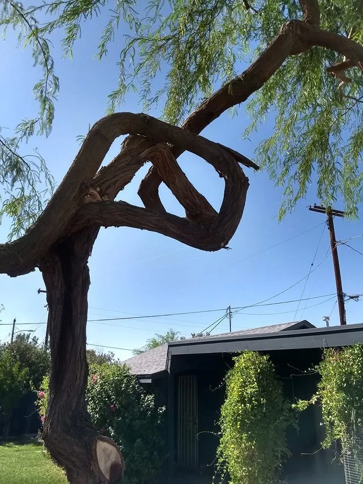 Trusted lawn care service near you in Phoenix, AZ by LRB Service